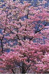 《黑神话：悟空》亢金星君3D模型图  与亢金龙嬉戏